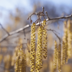 se débarrasser du pollen sur les vitres