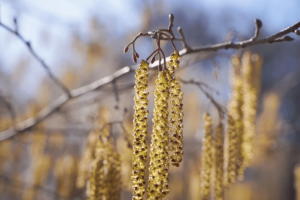 se débarrasser du pollen sur les vitres