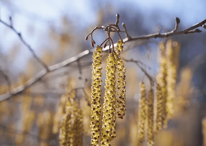 se débarrasser du pollen sur les vitres